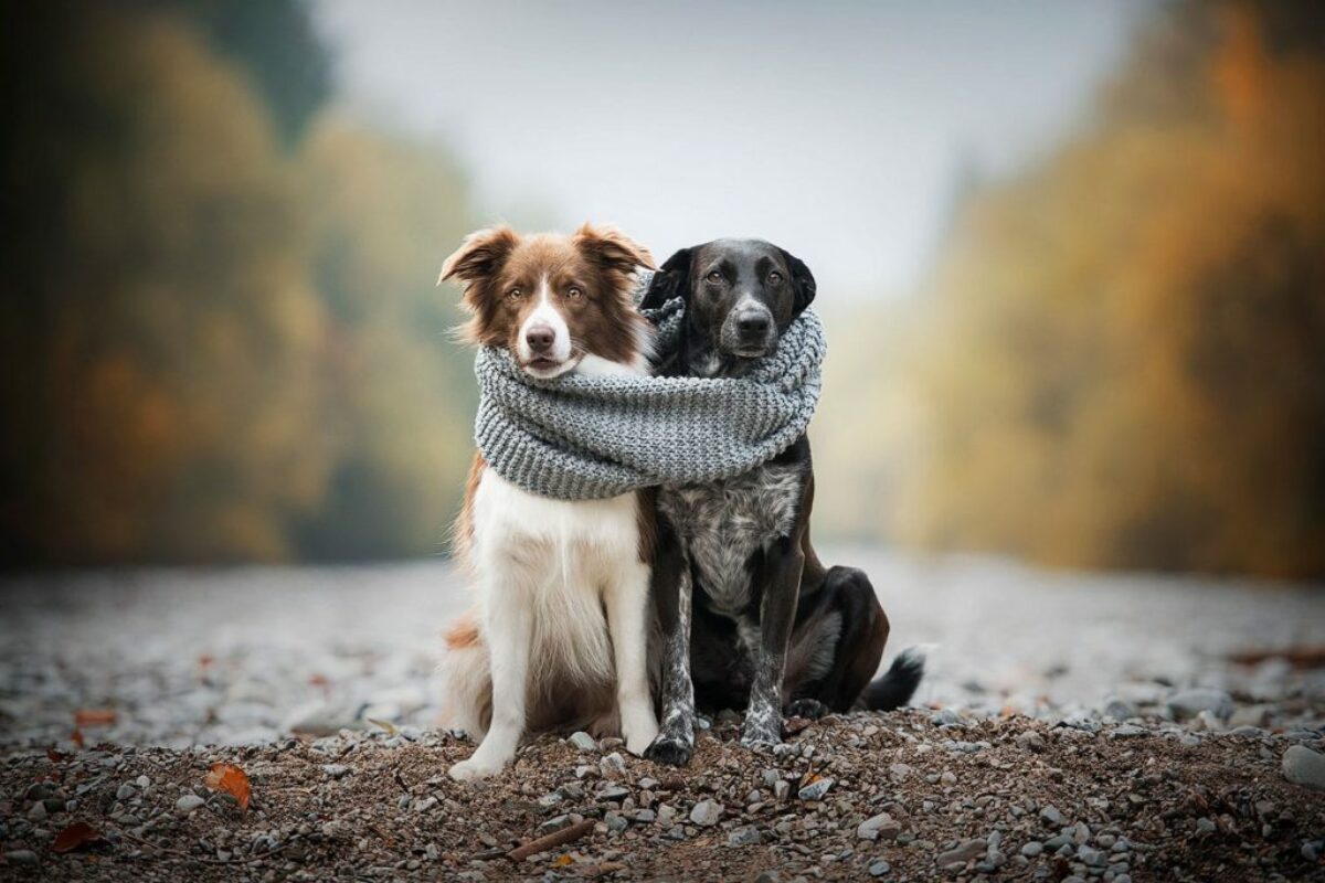 Niedliches Hundeportrait von Border Collie und Mischling_Hundefotoshooting mit zwei Hunden