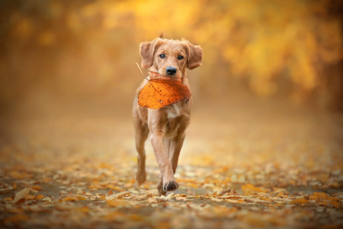 Hundeportraits mit ein bisschen Magie