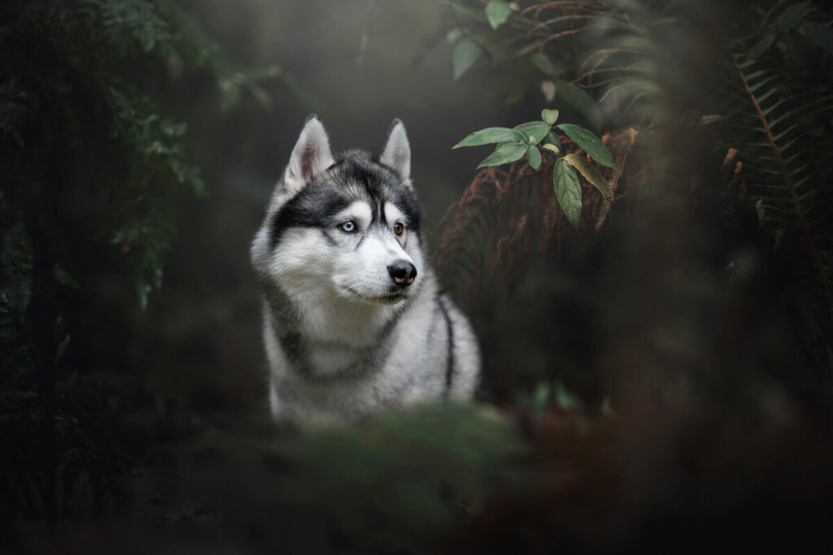 Kiba beim Fotoshooting in Deutschland