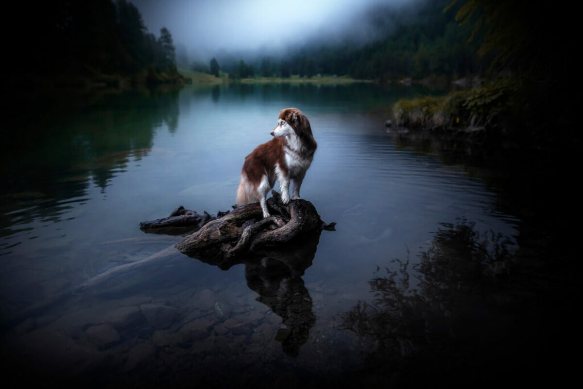 Runa beim Fotoshooting in der Schweiz