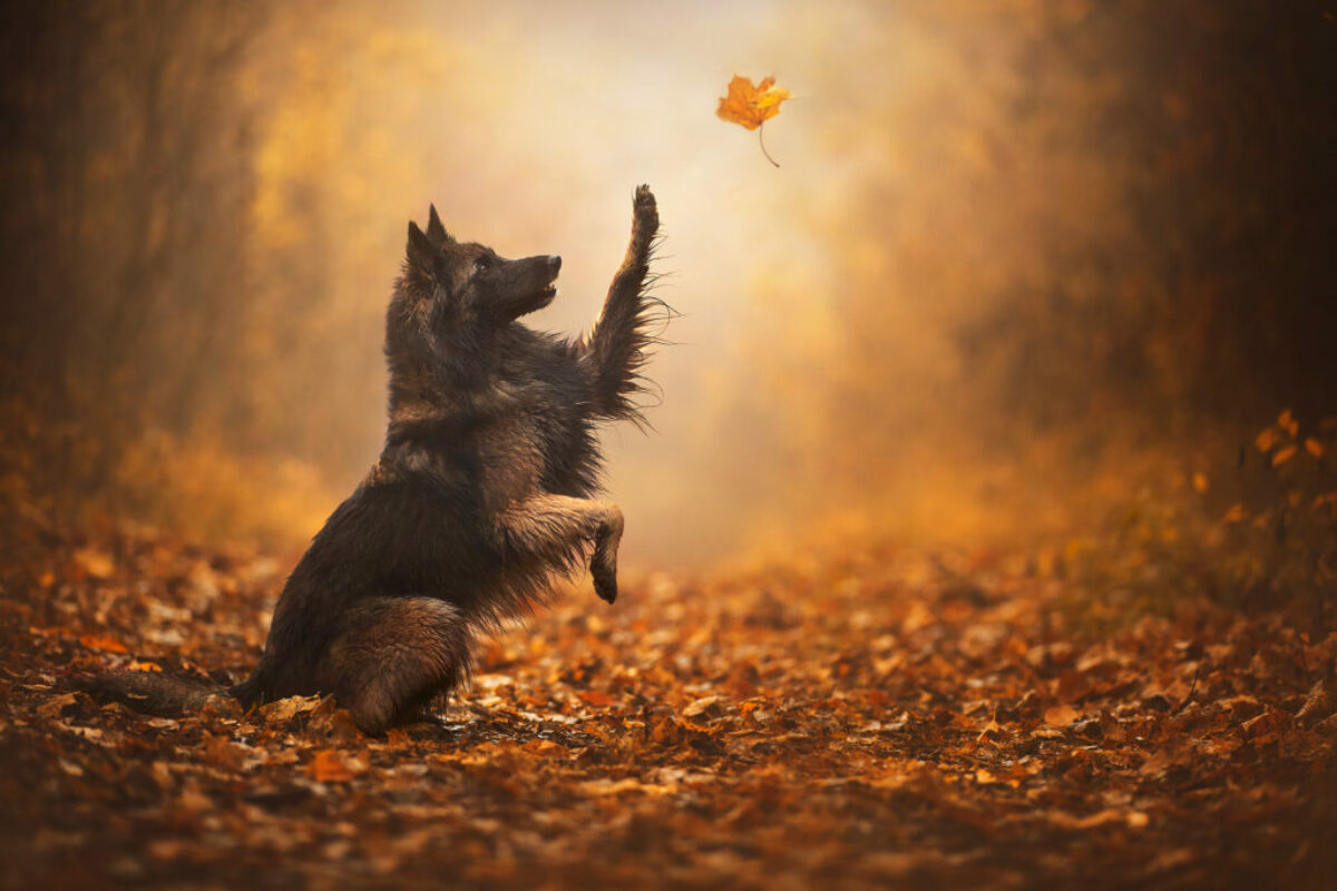 Hundeportraits mit ein bisschen Magie