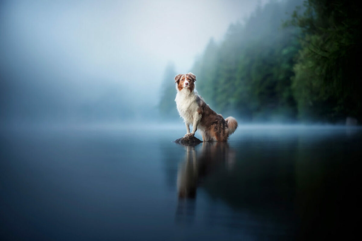 Australian Shepherd Hündin steht beim Hundefotoshooting in Österreich am Stein im Wasser