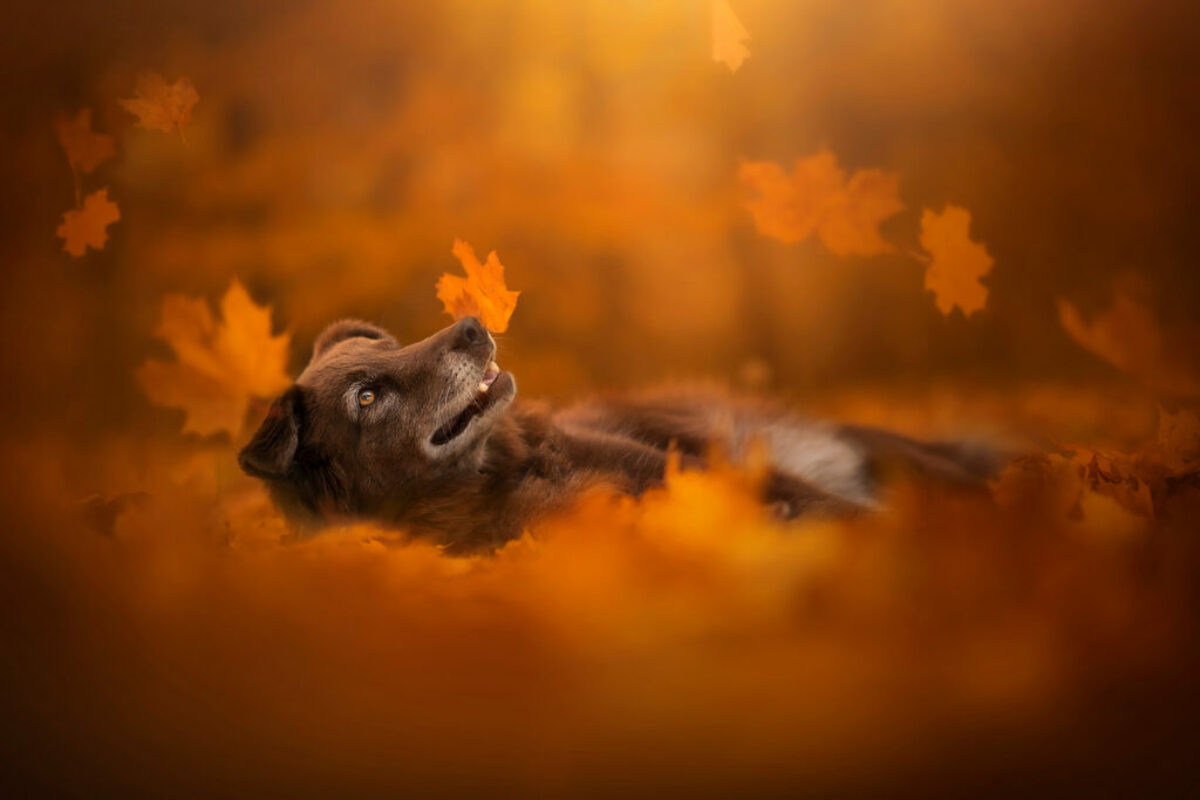 Hundeportraits mit ein bisschen Magie