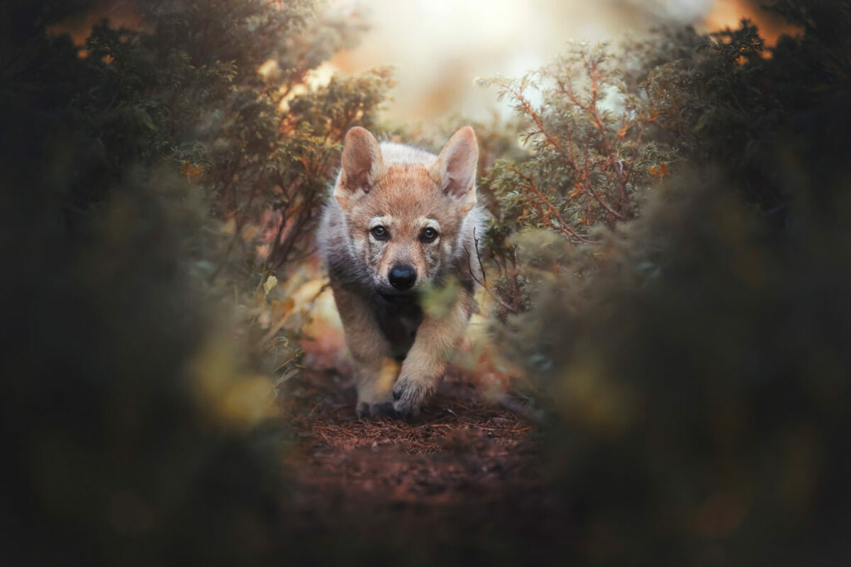 Welpenfoto - Entstanden bei meinem Workshop in der Schweiz