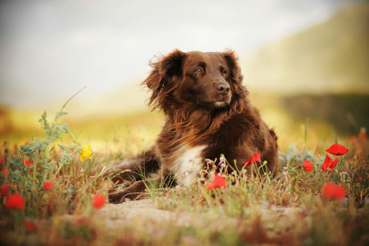 Hundeportraits mit ein bisschen Magie