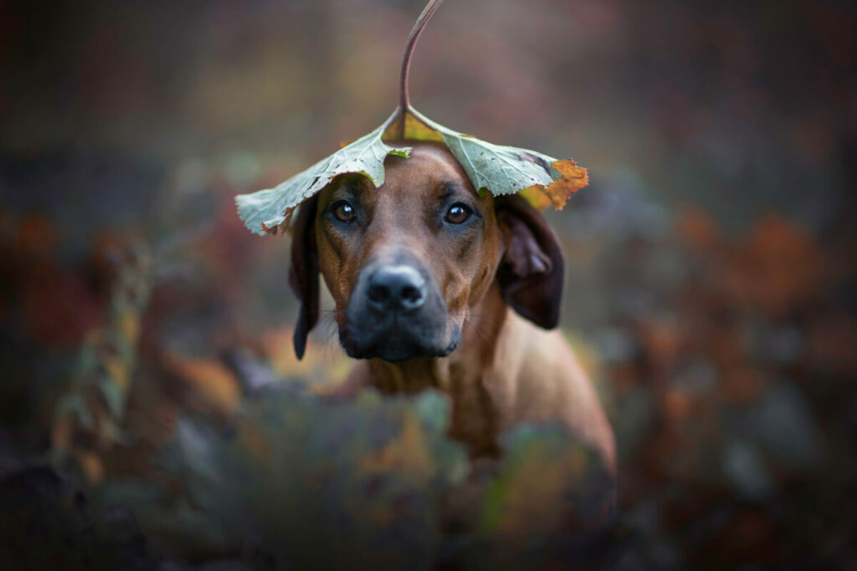 Hundeportraits mit ein bisschen Magie