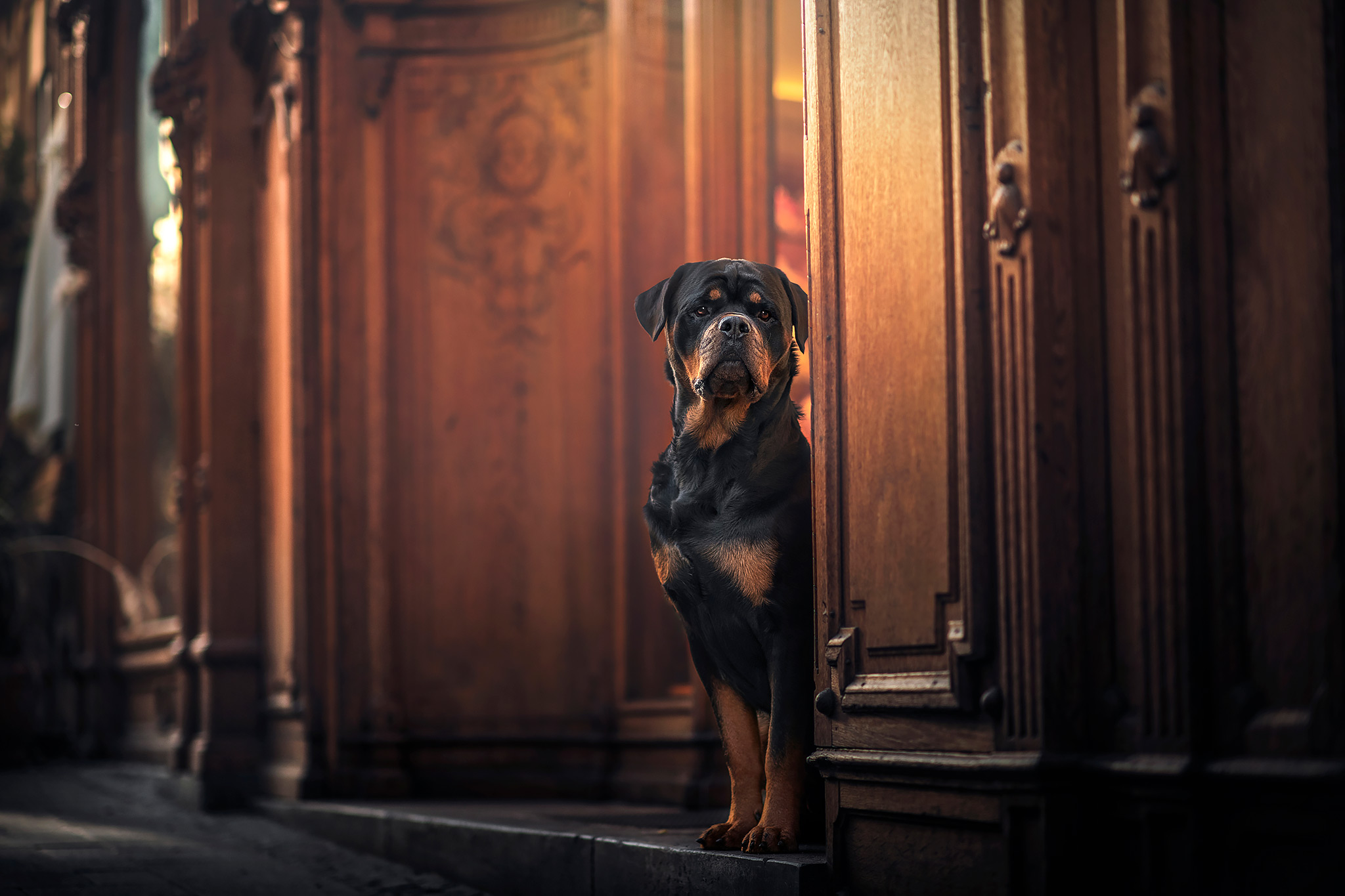 Hundefotoshooting Österreich - Anne Geier Fotografie Angebot