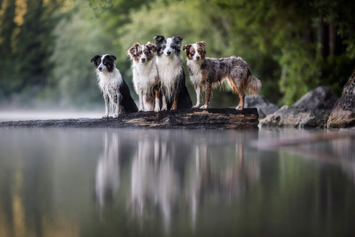 Mini Australien Shepherd, Mini Aussie