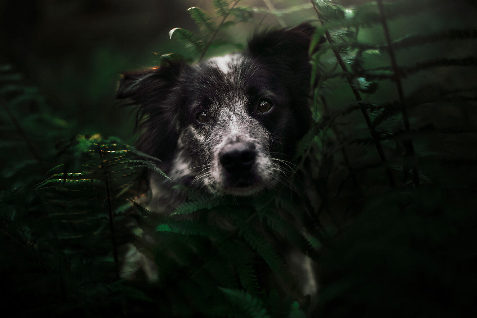 Hundefotoshooting Österreich - Anne Geier Fotografie Angebot