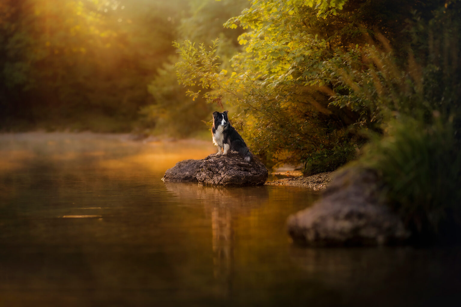 Hundefotoshooting Österreich - Anne Geier Fotografie Angebot