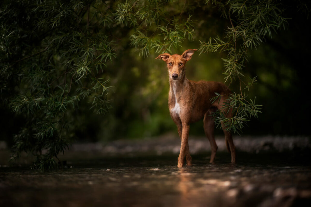 Hundefotoshooting am Bach