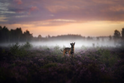 Malinois in der Heide