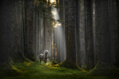 Weimaraner im Wald