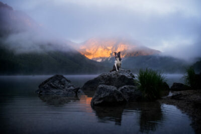 Border Collie