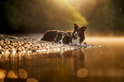 Border Collies