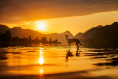 Sonnenuntergangsfotoshooting